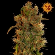 8 Ball Kush cannabis plants in bloom, grown from Feminized seeds – ideal for home cultivation from Barneys Farm