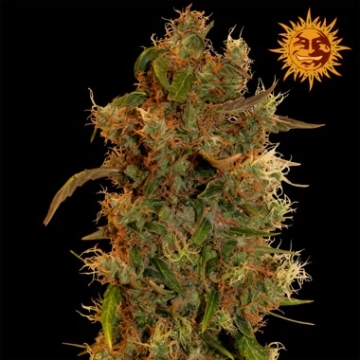 8 Ball Kush cannabis plants in bloom, grown from Feminized seeds – ideal for home cultivation from Barneys Farm