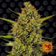 Acapulco Gold cannabis plants in bloom, grown from Feminized seeds – ideal for home cultivation from Barneys Farm