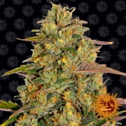 Amnesia Lemon cannabis plants in bloom, grown from Feminized seeds – ideal for home cultivation from Barneys Farm