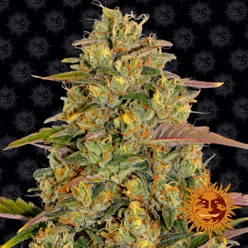 Amnesia Lemon cannabis plants in bloom, grown from Feminized seeds – ideal for home cultivation from Barneys Farm