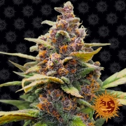 Ayahuasca Purple cannabis plants in bloom, grown from Feminized seeds – ideal for home cultivation from Barneys Farm