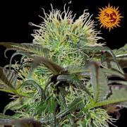 Bad Azz Kush cannabis plants in bloom, grown from Feminised seeds – ideal for home cultivation from Barneys Farm