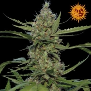 Barneys Laughing Buddha cannabis plants in bloom, grown from Feminized seeds – ideal for home cultivation from Barneys Farm