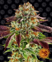 Biscotti Mintz cannabis plants in bloom, grown from Feminised seeds – ideal for home cultivation from Barneys Farm