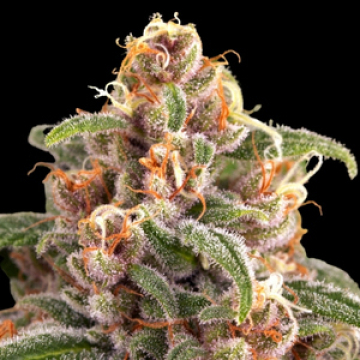 Blue Cheese