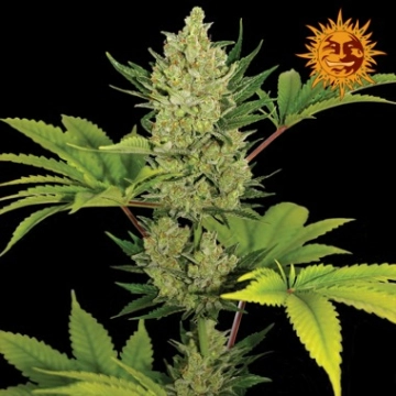 Blue Cheese Auto cannabis plants in bloom, grown from Automatic seeds – ideal for home cultivation from Barneys Farm