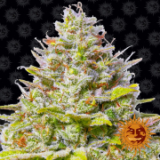 Blue Gelato 41 cannabis plants in bloom, grown from Feminised seeds – ideal for home cultivation from Barneys Farm