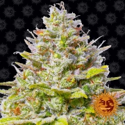 Blue Gelato 41 cannabis plants in bloom, grown from Feminized seeds – ideal for home cultivation from Barneys Farm