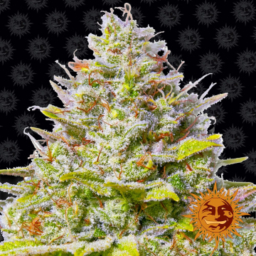 Blue Gelato 41