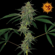 Blue Mammoth Auto cannabis plants in bloom, grown from Automatic seeds – ideal for home cultivation from Barneys Farm