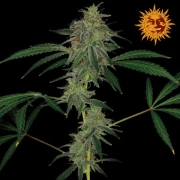 Blue Mammoth Auto cannabis plants in bloom, grown from Automatic seeds – ideal for home cultivation from Barneys Farm