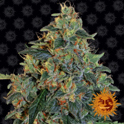 Blueberry OG cannabis plants in bloom, grown from Feminised seeds – ideal for home cultivation from Barneys Farm