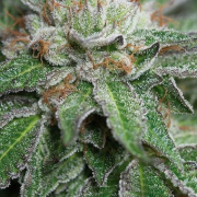 Bubba Kush cannabis plants in bloom, grown from Feminised seeds – ideal for home cultivation from Barneys Farm