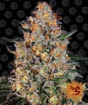 Bubba Kush – Barneys Farm – Feminized – Product view 2