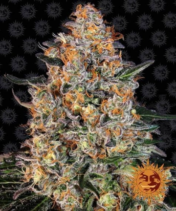 Bubba Kush cannabis plants in bloom, grown from Feminized seeds – ideal for home cultivation from Barneys Farm