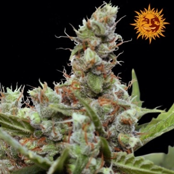 CBD Blue Shark cannabis plants in bloom, grown from Feminized seeds – ideal for home cultivation from Barneys Farm