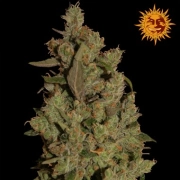 CBD Critical Cure cannabis plants in bloom, grown from Feminized seeds – ideal for home cultivation from Barneys Farm