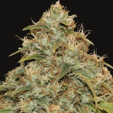 CBD Lemon Potion Auto cannabis plants in bloom, grown from Automatic seeds – ideal for home cultivation from Barneys Farm