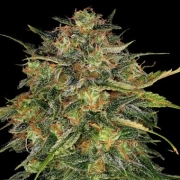 Barneys Farm Cheese cannabis plants in bloom, grown from Feminized seeds – ideal for home cultivation from Barneys Farm