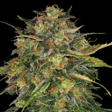 Barneys Farm Cheese cannabis plants in bloom, grown from Feminized seeds – ideal for home cultivation from Barneys Farm