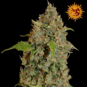 Chronic Thunder cannabis plants in bloom, grown from Feminised seeds – ideal for home cultivation from Barneys Farm