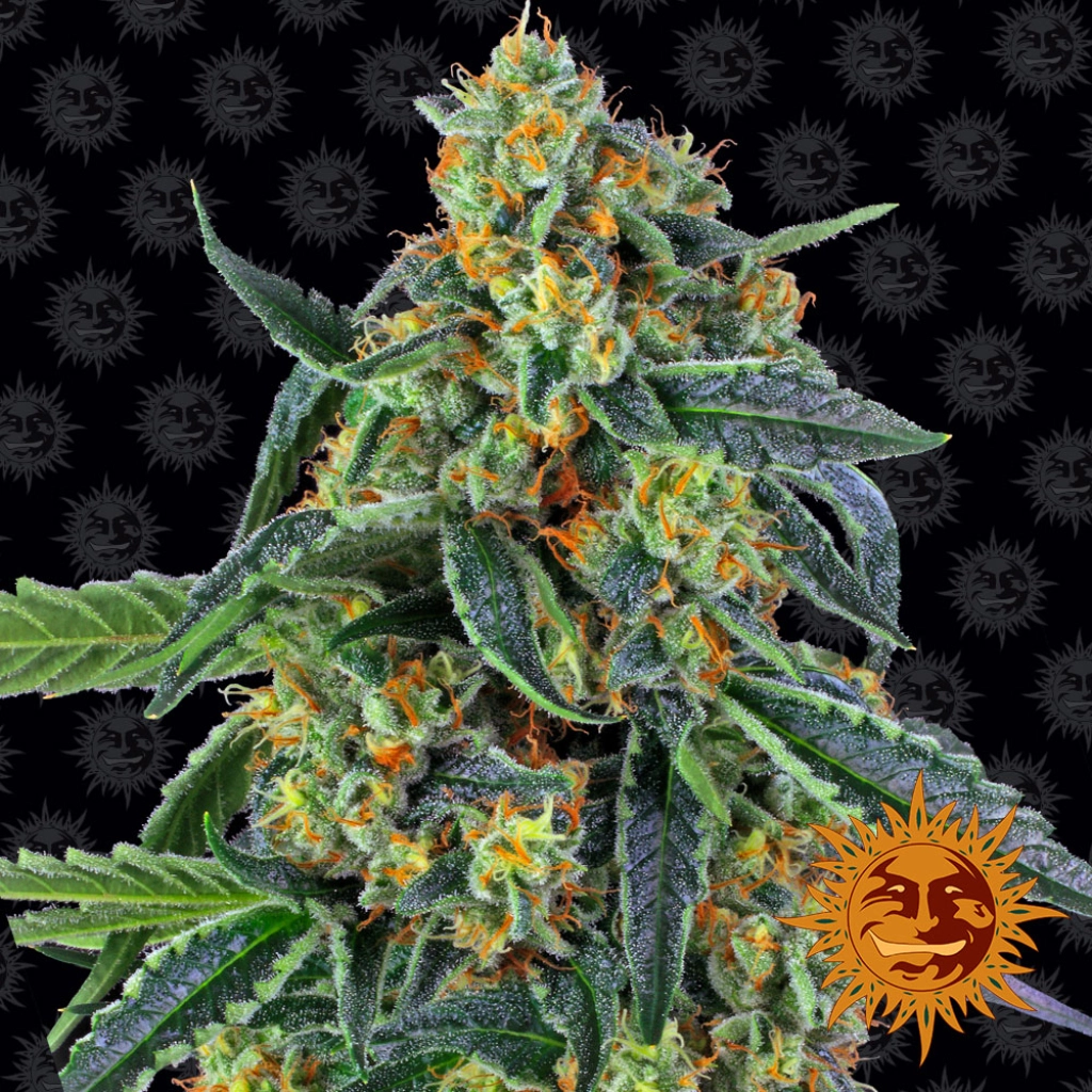 Cookies Kush – Barneys Farm – Feminized
