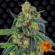 Cookies Kush cannabis plants in bloom, grown from Feminised seeds – ideal for home cultivation from Barneys Farm