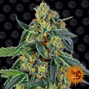 Cookies Kush cannabis plants in bloom, grown from Feminized seeds – ideal for home cultivation from Barneys Farm