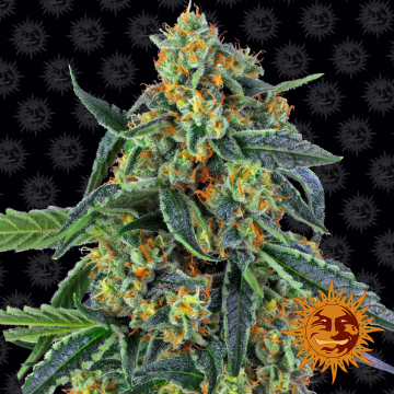 Cookies Kush