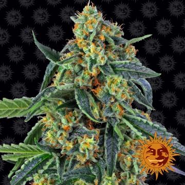 Cookies Kush cannabis plants in bloom, grown from Feminized seeds – ideal for home cultivation from Barneys Farm
