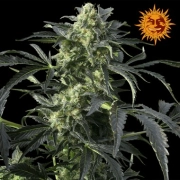 Crimea Blue cannabis plants in bloom, grown from Feminized seeds – ideal for home cultivation from Barneys Farm