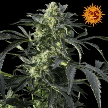 Crimea Blue cannabis plants in bloom, grown from Feminized seeds – ideal for home cultivation from Barneys Farm