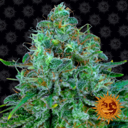 Critical Kush cannabis plants in bloom, grown from Feminised seeds – ideal for home cultivation from Barneys Farm