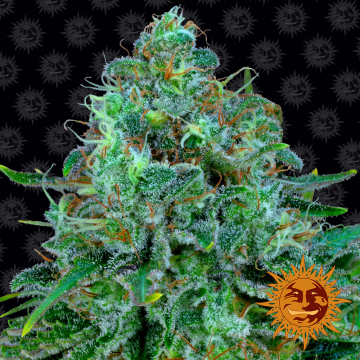 Critical Kush