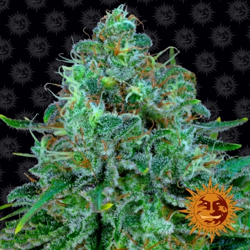 Critical Kush cannabis plants in bloom, grown from Feminized seeds – ideal for home cultivation from Barneys Farm