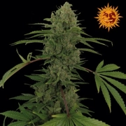 Critical Kush Auto cannabis plants in bloom, grown from Automatic seeds – ideal for home cultivation from Barneys Farm