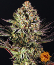 Dos Si Dos 33 cannabis plants in bloom, grown from Feminised seeds – ideal for home cultivation from Barneys Farm