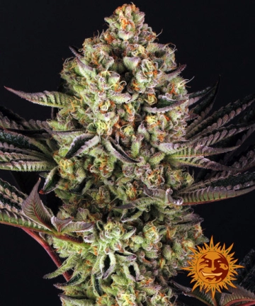 Dos Si Dos 33 cannabis plants in bloom, grown from Feminized seeds – ideal for home cultivation from Barneys Farm