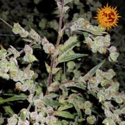 Dr. Grinspoon cannabis plants in bloom, grown from Feminized seeds – ideal for home cultivation from Barneys Farm