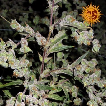 Dr. Grinspoon cannabis plants in bloom, grown from Feminized seeds – ideal for home cultivation from Barneys Farm