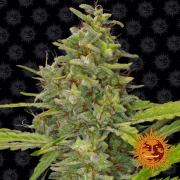 G13 Haze cannabis plants in bloom, grown from Feminized seeds – ideal for home cultivation from Barneys Farm