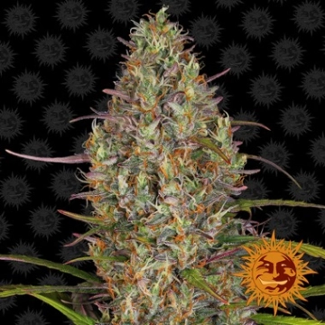 Glue Gelato Auto cannabis plants in bloom, grown from Automatic seeds – ideal for home cultivation from Barneys Farm
