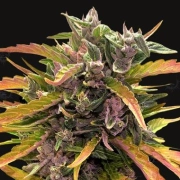 Gorilla Glue Auto cannabis plants in bloom, grown from Automatic seeds – ideal for home cultivation from Barneys Farm