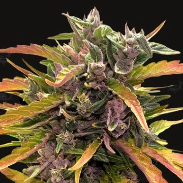 Gorilla Glue Auto cannabis plants in bloom, grown from Automatic seeds – ideal for home cultivation from Barneys Farm