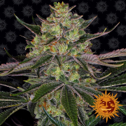 Gorilla Zkittlez cannabis plants in bloom, grown from Feminised seeds – ideal for home cultivation from Barneys Farm
