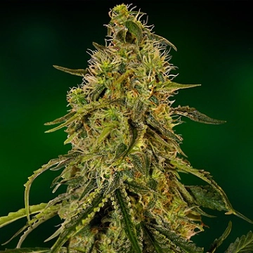 Grape Ape cannabis plants in bloom, grown from Feminized seeds – ideal for home cultivation from Barneys Farm
