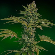 Grape Muerto Auto cannabis plants in bloom, grown from Feminised seeds – ideal for home cultivation from Barneys Farm