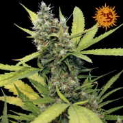 Honey B Feminisiert cannabis plants in bloom, grown from Feminised seeds – ideal for home cultivation from Barneys Farm