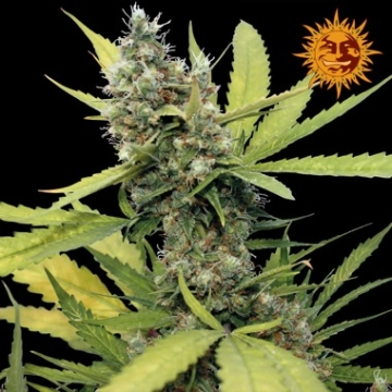 Honey B Feminisiert cannabis plants in bloom, grown from Feminized seeds – ideal for home cultivation from Barneys Farm